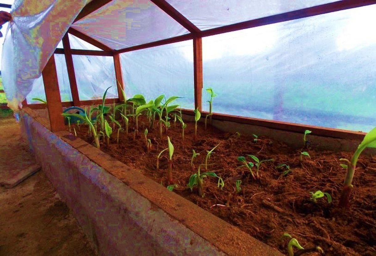 Farmers tending rows of leafy vegetables in a community garden