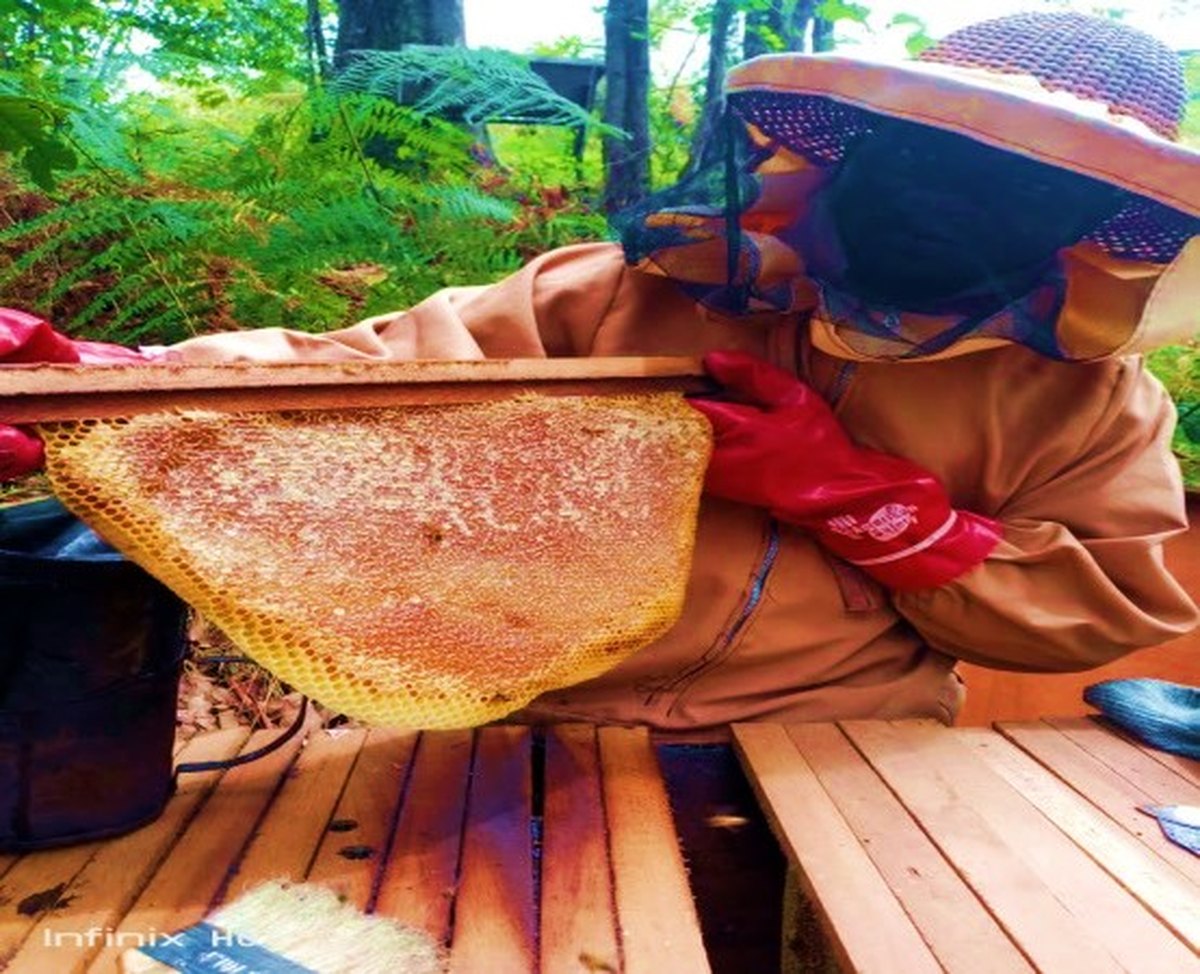 Beekeeper holding a honeycomb frame covered with bees