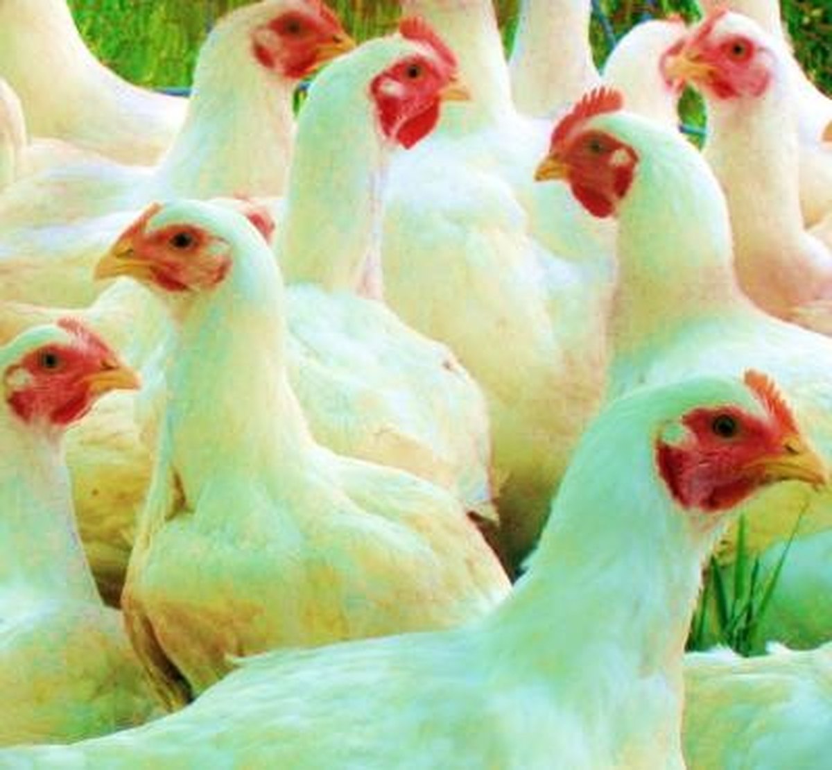 Poultry raised through a FAAFNET agro-pastoral activity