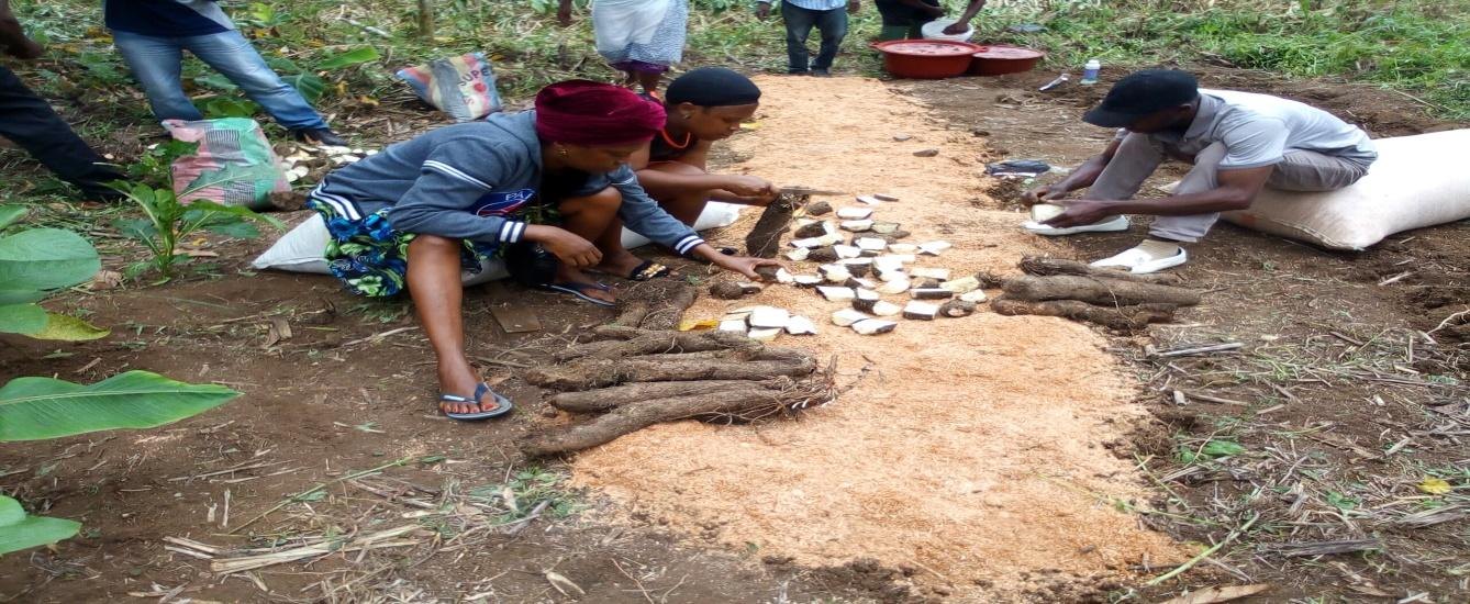 Farmers preparing yam setts on the ground during a propagation training