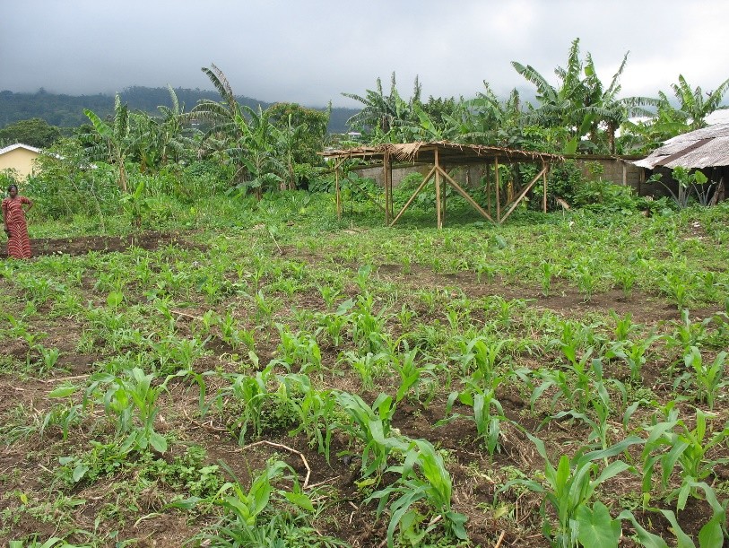 A school garden beside a shaded tree nursery