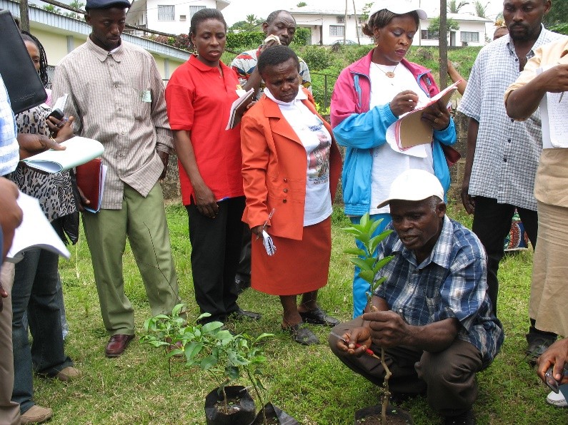 Teachers taking part in a practical tree domestication session at IRAD Ekona